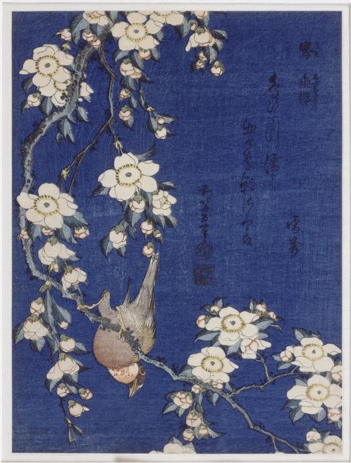 Bullfinch and weeping cherry blossoms