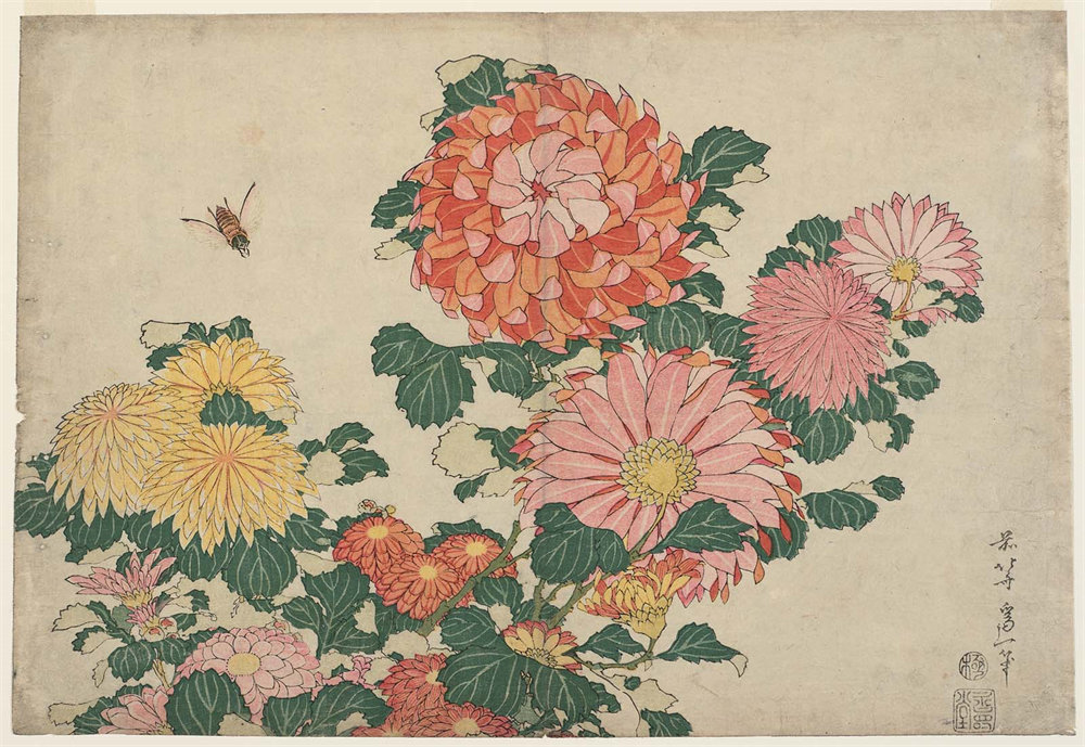 Chrysanthemums and Horsefly