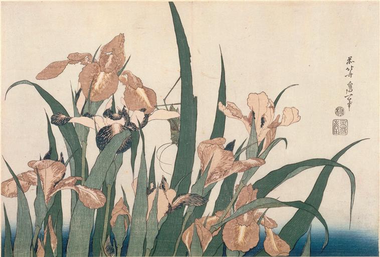 Irises and Grasshopper