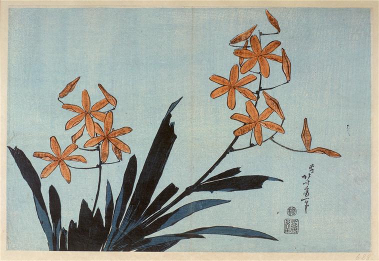 Orange orchids