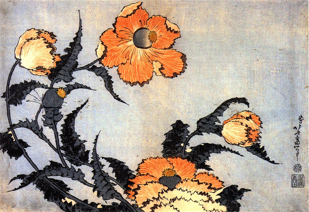 Poppies 罂粟花
