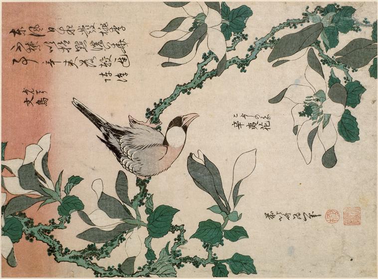 Sparrow and magnolia 麻雀和木兰
