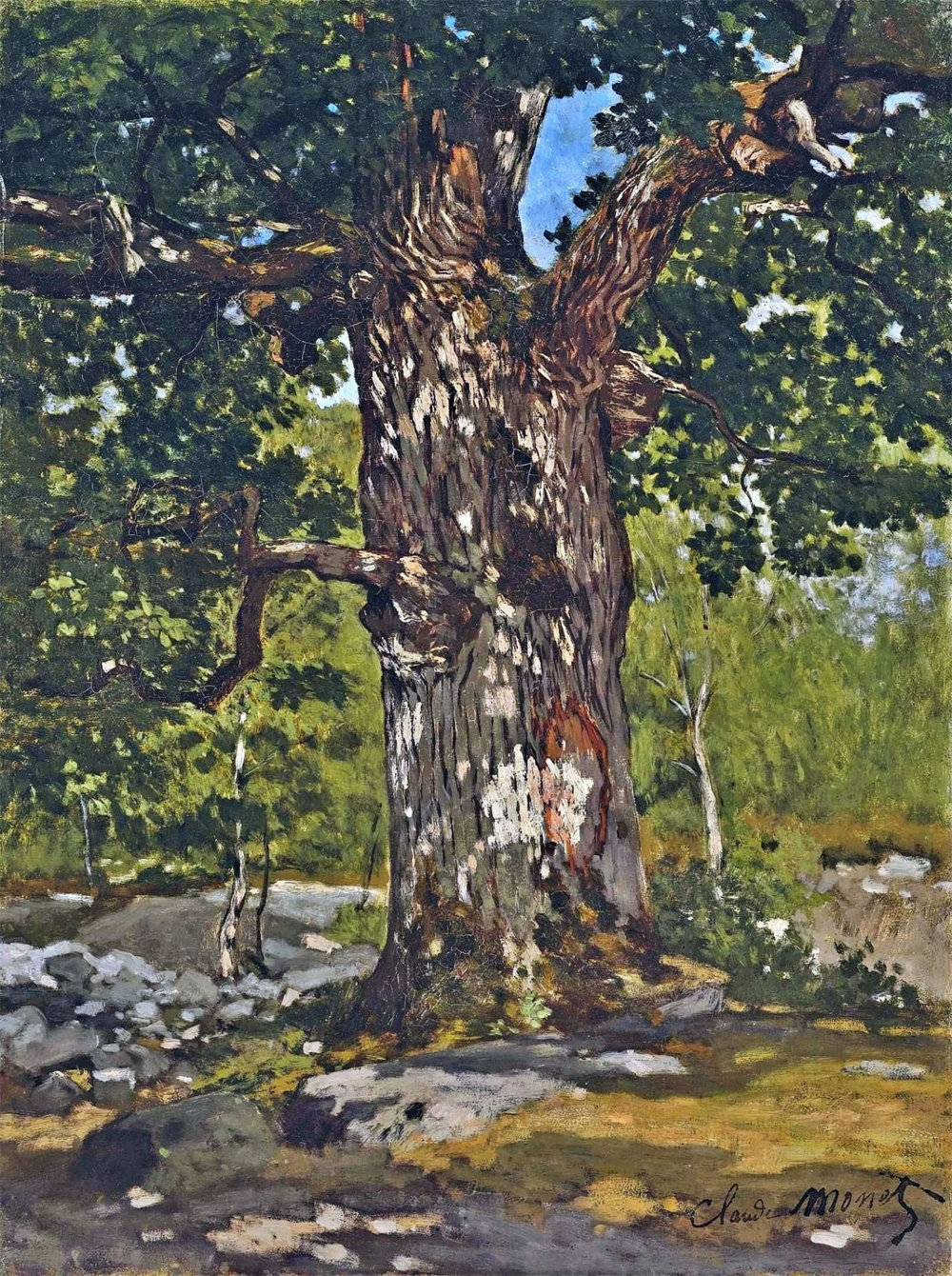 The Bodmer Oak