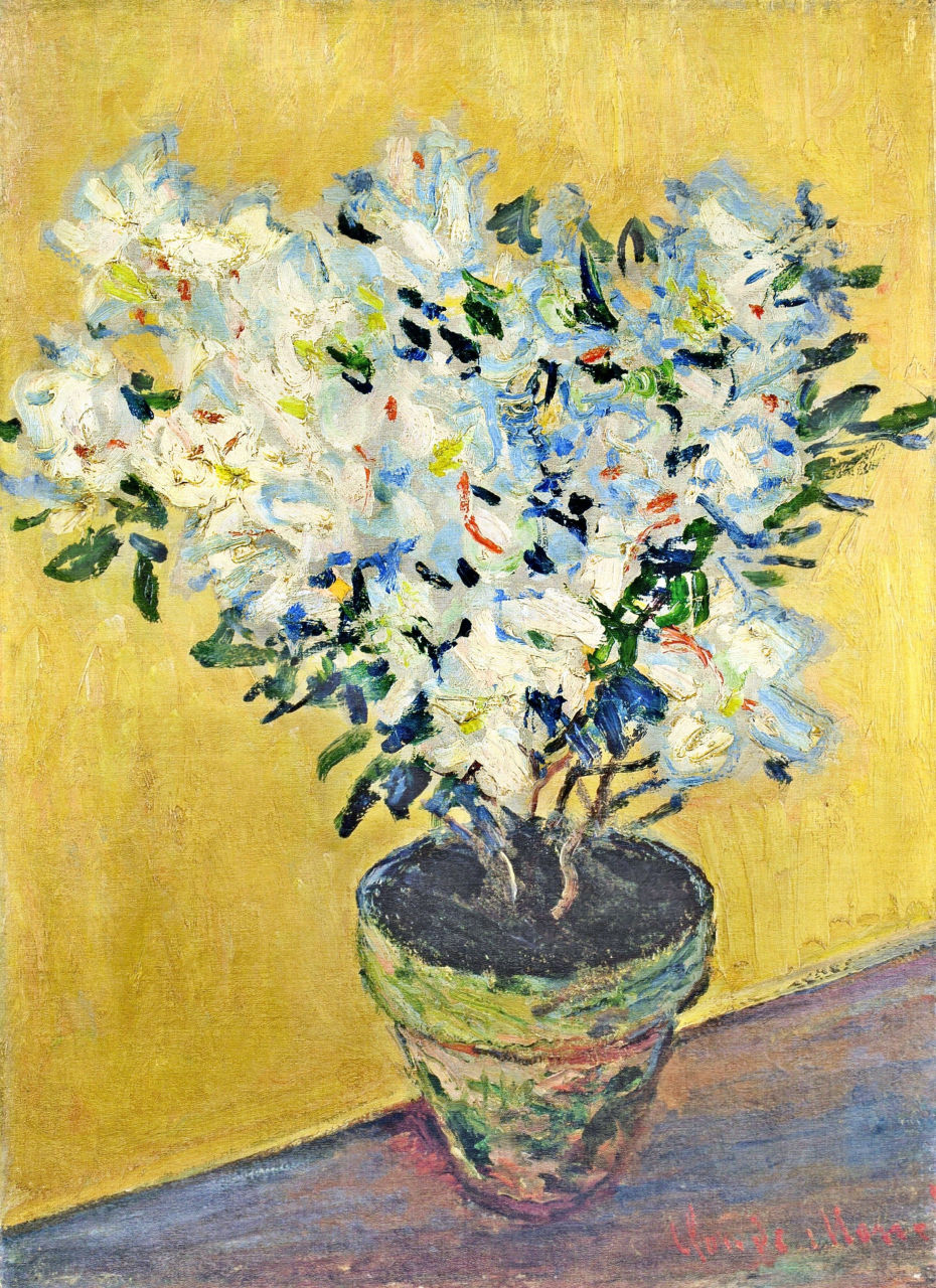 White Azaleas in a Pot