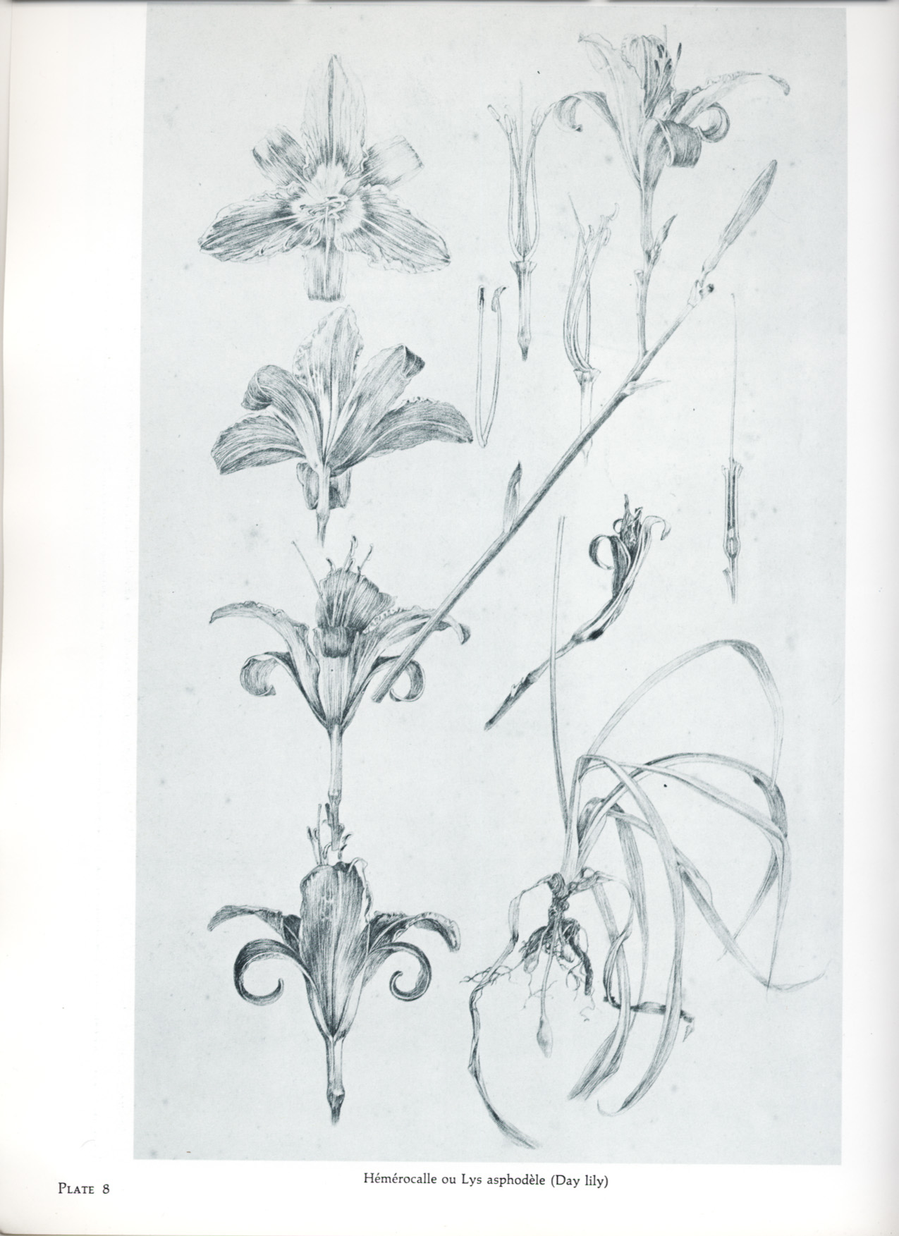 Documents décoratifs: final study for Plate 25, featuring studies of lily