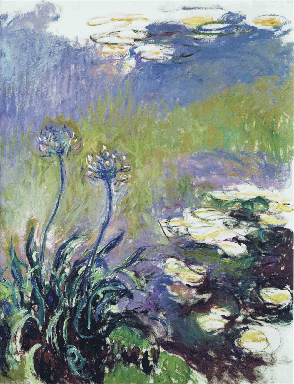 Agapanthus 蓝百合