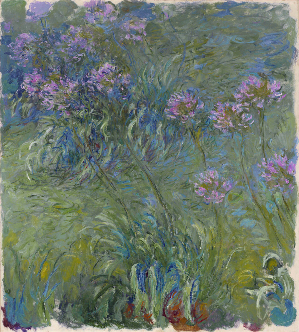 Agapanthus Flowers 百子莲