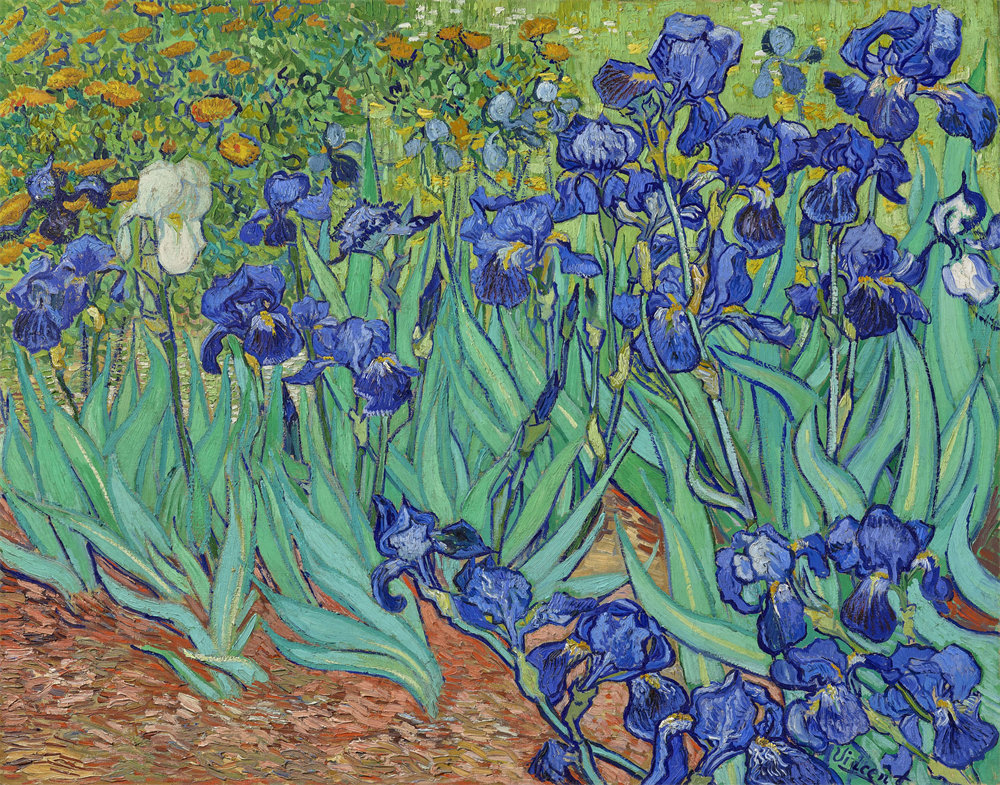 Irises 鸾尾花