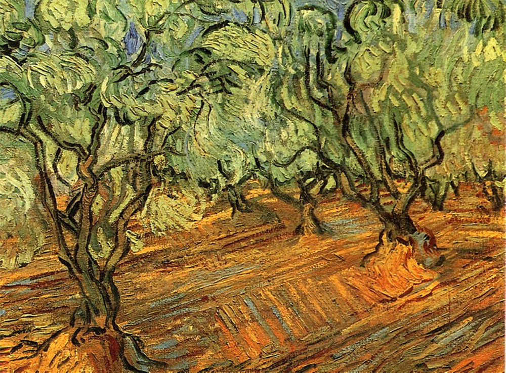 Olive Grove - Bright Blue Sky