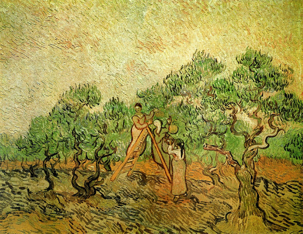 Olive Picking