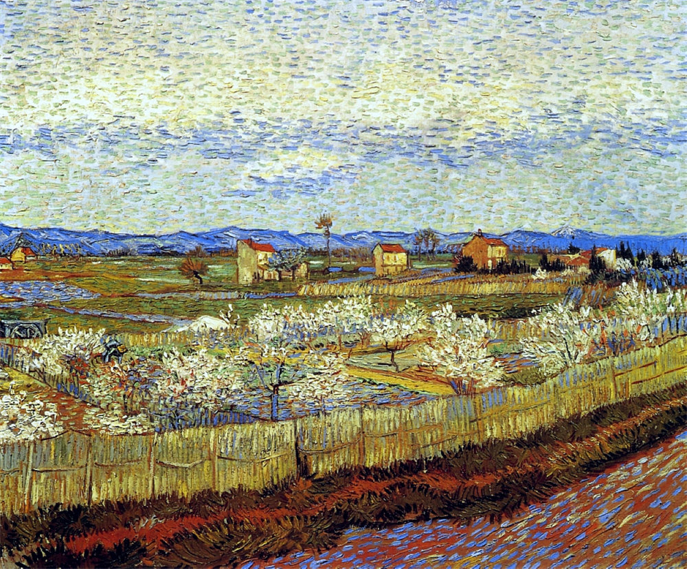 Peach Trees in Blossom