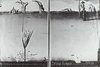 Flower in the Desert