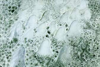 Study for Deoxyribonucleic Acid Arabs