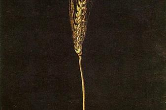 Wheat Ear