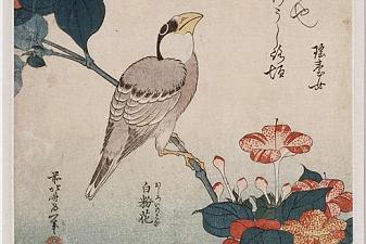 Grosbeak and mirabilis