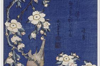 Bullfinch and weeping cherry blossoms