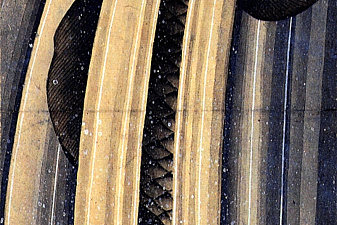 Carp leaping up a cascade