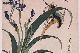 Kingfisher, carnation, iris