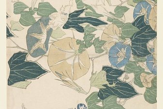 Morning Glories in Flowers and Buds