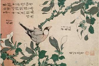 Sparrow and magnolia