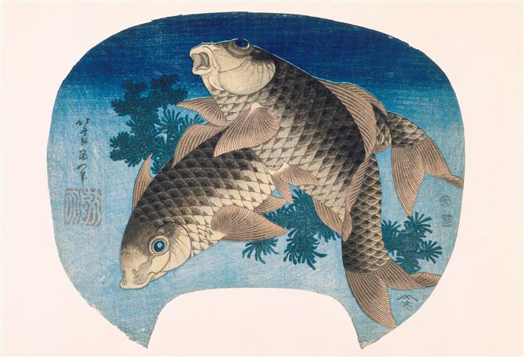 Two Carp Swimming by Water Weeds 鲤鱼在水草旁游动