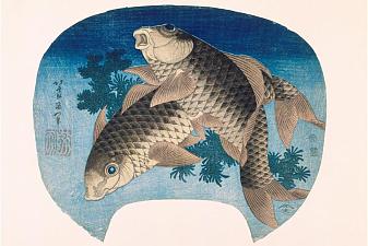 Two Carp Swimming by Water Weeds