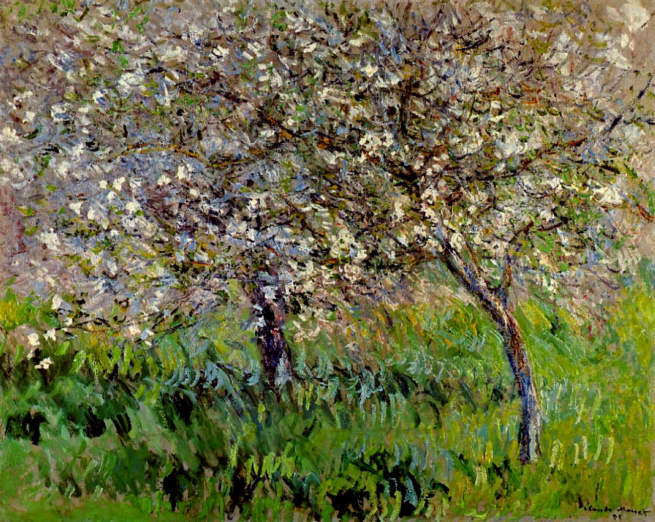 Apple Trees in Bloom at Giverny 