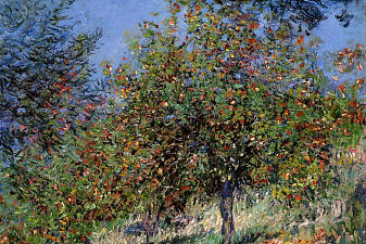 Apple Trees on the Chantemesle Hill