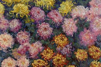 Bed of Chrysanthemums