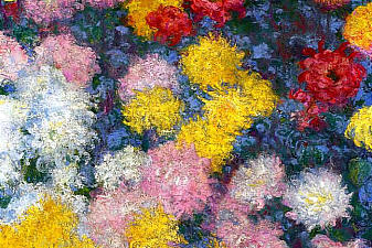 Chrysanthemums