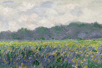 Field of Yellow Irises at Giverny