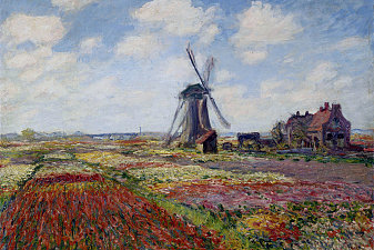Fields of Tulip With The Rijnsburg Windmill