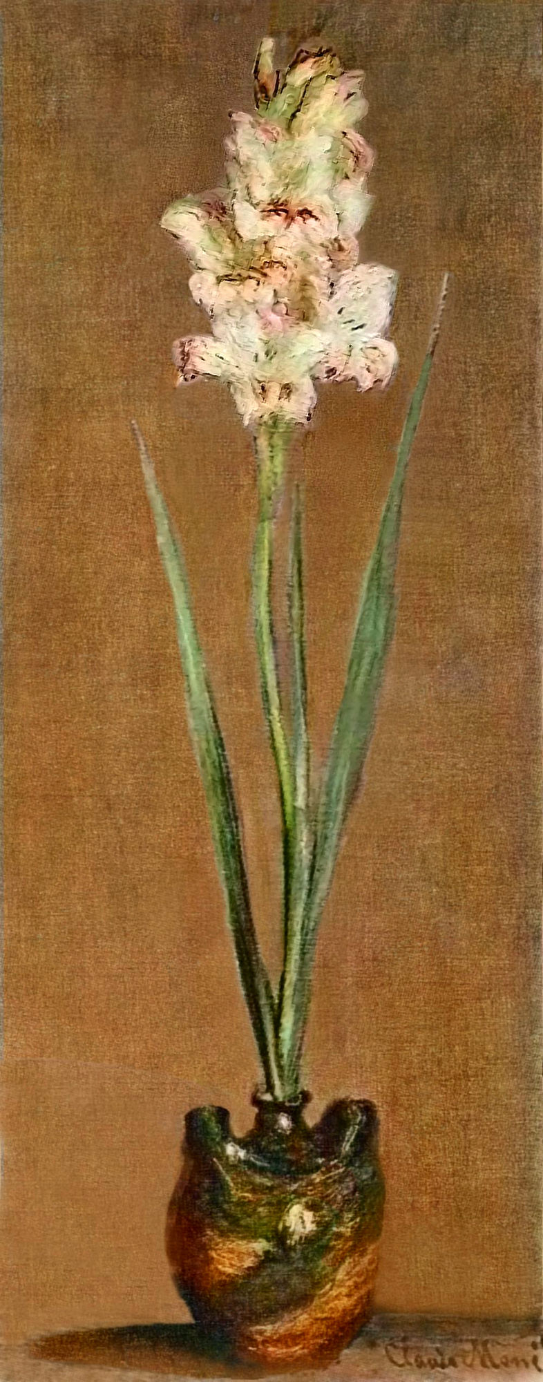 Gladiolus 