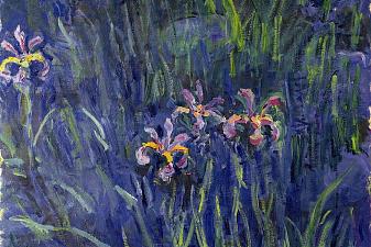 Irises 2