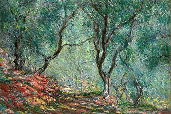 Olive Tree Wood in the Moreno Garden