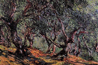 Olive Trees in Bordigher