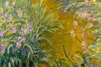 Path through the Irises 01