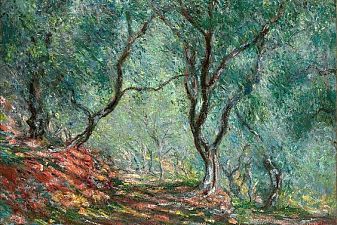 The Olive Tree Wood In The Moreno Garden