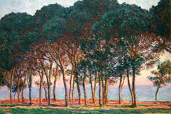 Under the Pine Trees at the End of the Day