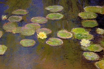 Water Lilies