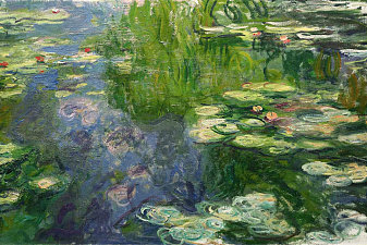 Water Lilies