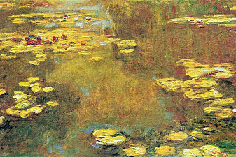 Water Lilies