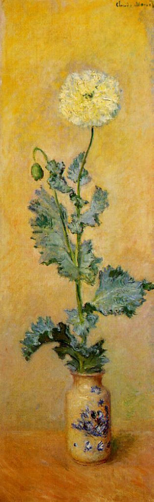 White Poppy 