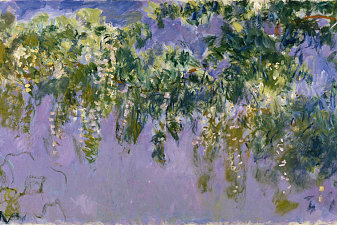 Wisteria