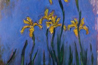Yellow Irises