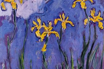 Yellow Irises with Pink Cloud