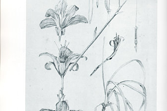 Documents décoratifs: final study for Plate 25, featuring studies of lily