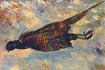 Dead Pheasant in the Snow
