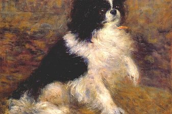 Tama the japanese dog