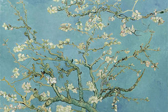 Almond Blossom